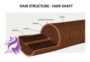 ساقه مو (Hair Shaft) چیست